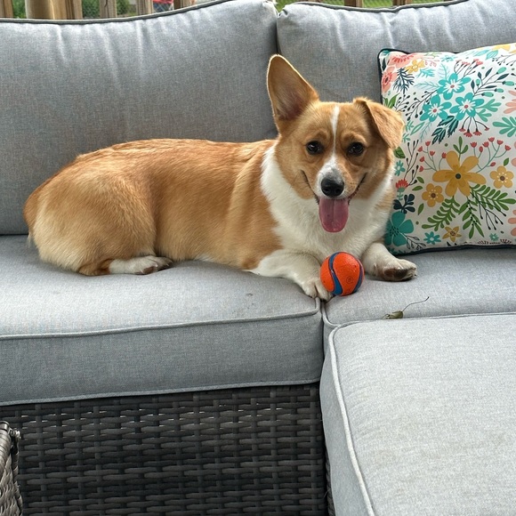 🌟Midwestern_chic Is Live.. Like the listing to be notified🌟 - Picture 6 of 15